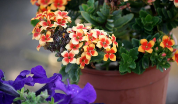 List of Most Colorful Winter Blooming Plants for Outdoor