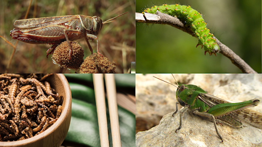 Top 9 Edible Insects To Try: From Crispy Crickets To Superworms